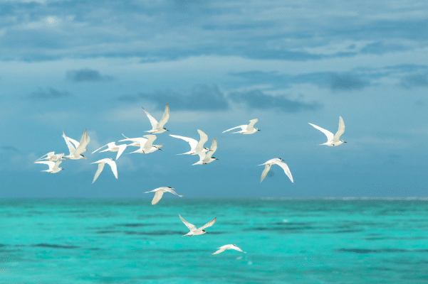 海の上を飛ぶ鳥